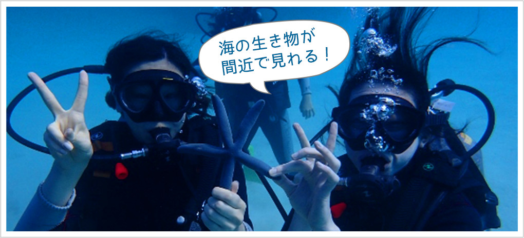 海の生き物が間近で見れる！